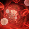 Red and white blood cells