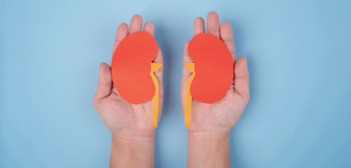 hands holding paper illustrations of kidneys