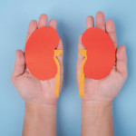 hands holding paper illustrations of kidneys