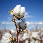 cotton