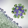 colorized 3D print of an HIV virus particle (purple with green surface proteins) and a background image that is a colorized transmission electron micrograph of HIV virus particles (purple) budding and replicating from an H9 T cell (green).