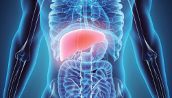 illustration liver in model of human