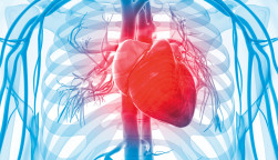 3d rendered illustration of the human vascular system human heart