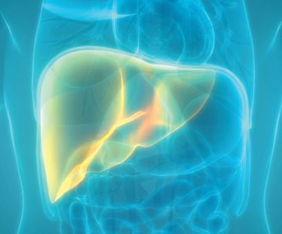 illustration liver