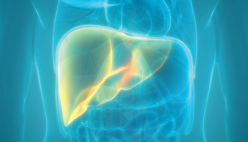 illustration liver