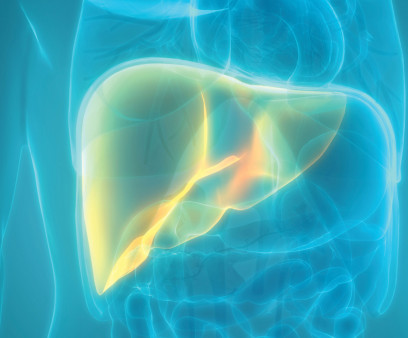 illustration liver
