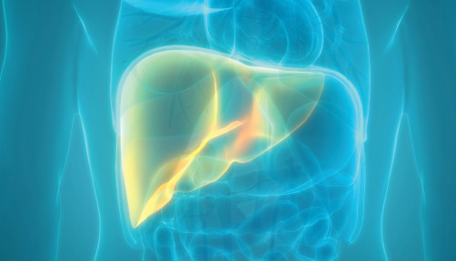 illustration liver