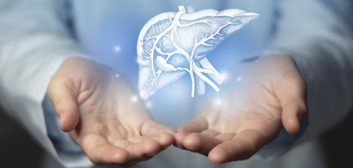 handdrawn highlighted illustration of human liver.