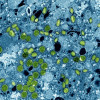 Mpox virus