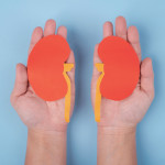 hands holding paper illustrations of kidneys