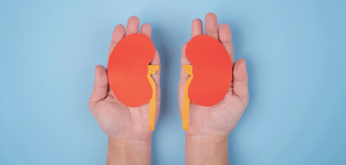 hands holding paper illustrations of kidneys