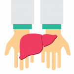 hand holding liver illustration
