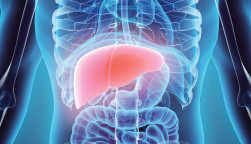 illustration liver in model of human
