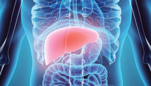 illustration liver in model of human