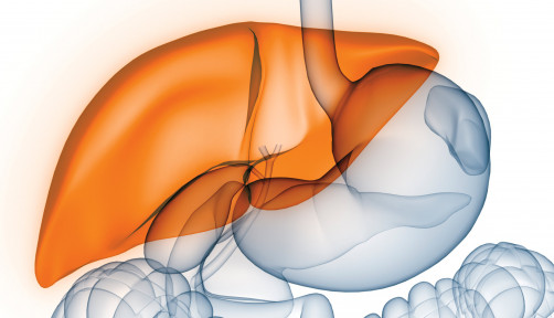 liver illustration digestive tract