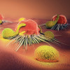 Cancer cells and lymphocytes