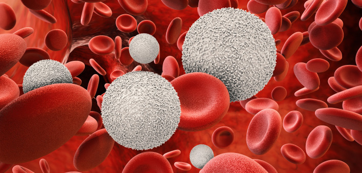 White blood cells with red blood cells