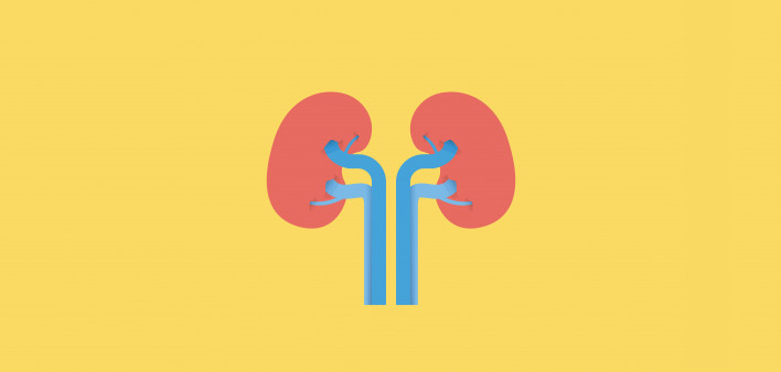 illustration Kidneys