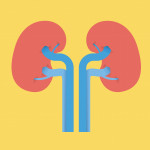 illustration Kidneys