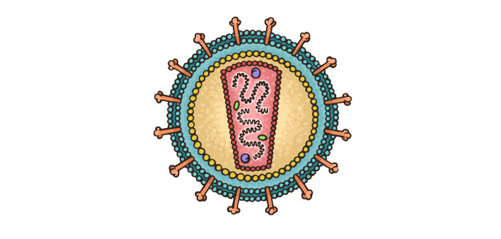 Schematic image of the human immunodeficiency virus