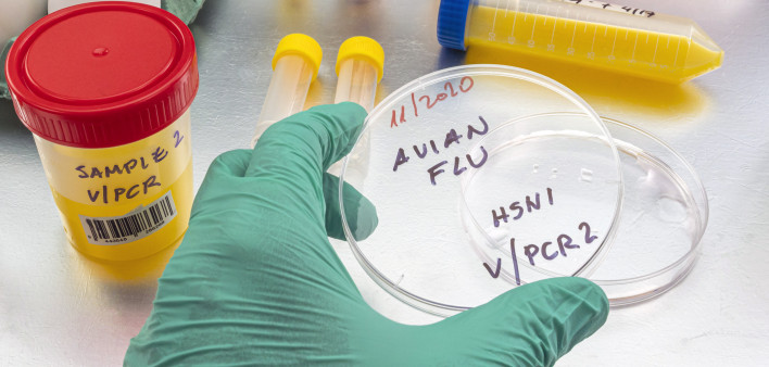 Scientific sampling of eggs in poor condition, analysis of avian influenza in humans, conceptual image