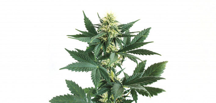 marijuana cannabis pot