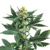 marijuana cannabis pot