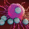 cancer and immune cells