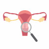 illustration female reproductive system cervix