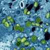 Mpox virus