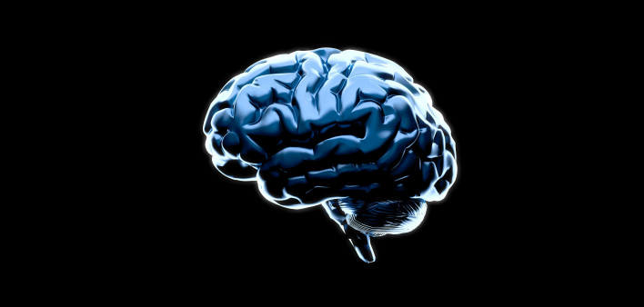 Brain