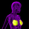 3D rendering of the breast