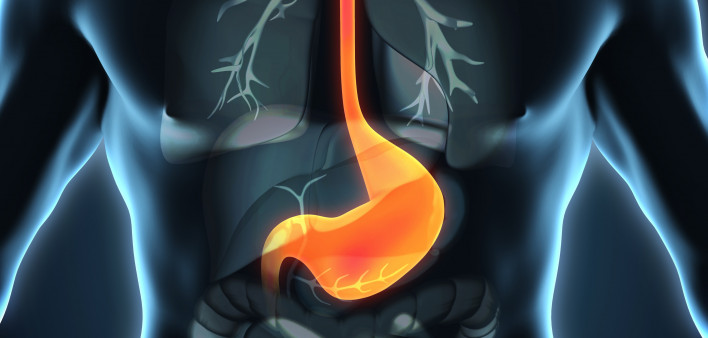 esophagus, throat, stomach, gastric, digestive tract