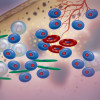 Multiple myeloma cells