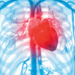 3d rendered illustration of the human vascular system human heart