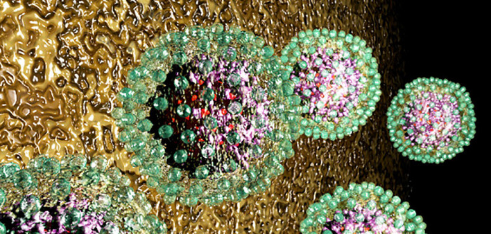 hepatitis B, HBV