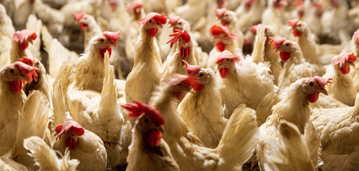 interior of chicken farm with many white chickens
