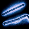 Three influenza A (H5N1/bird flu) virus particles (rod-shaped)