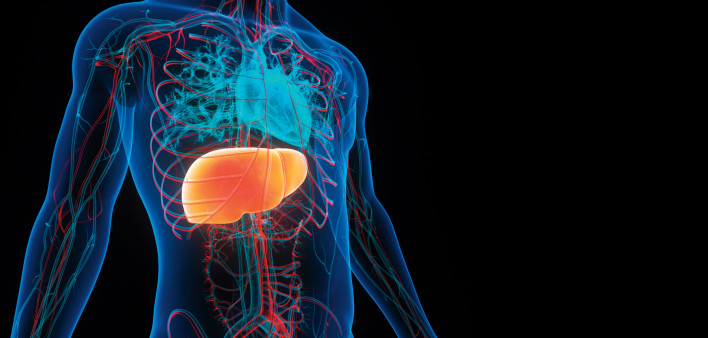 illustration body and liver
