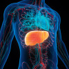 illustration body and liver