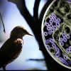 Wild bird with a colorized transmission electron micrograph of H5N1 virus particles (purple)