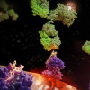 Immune proteins (purple) hold KRAS-sotorasib (yellow hexagons) at the surface of a tumor cell (orange). An antibody (green) carrying radioactivity (yellow halo) detects KRAS-sotorasib and grabs onto it, destroying the tumor cell.