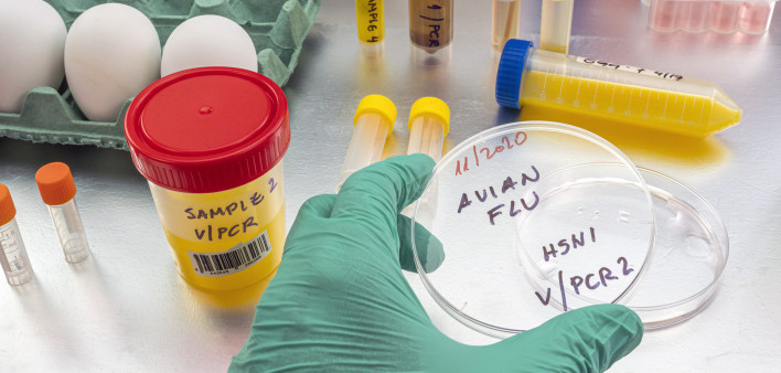 Scientific sampling of eggs in poor condition, analysis of avian influenza in humans, conceptual image