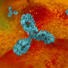 Monoclonal antibodies