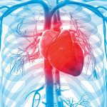 3d rendered illustration of the human vascular system human heart
