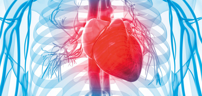 3d rendered illustration of the human vascular system human heart