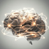 illustration of the brain