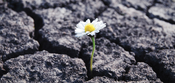 daisey growing out of carcked asphalt