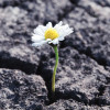 daisey growing out of carcked asphalt