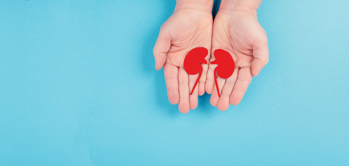 illustration kidneys